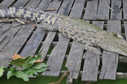 BUAYA PUTIH