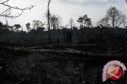 16 ribu hektare Hutan Harapan di Batanghari rusak