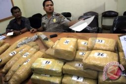 Ganja sitaan Polda Jambi ini senilai Rp 2 miliar