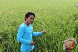Asmuni Kembangkan  Varietas  Siam Bapa