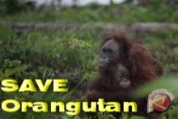 Bumitama Hentikan Operasional di Areal PT LSM