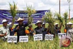 Produksi Padi Kecamatan Kaubun Meningkat