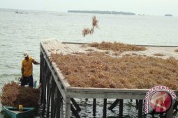 First Marine Akan Dirikan Pabrik Rumput Laut