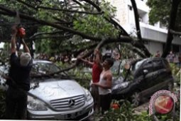 Listrik Padam Karena Pohon