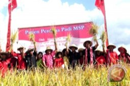 ADVERTORIAL - Bupati Imbau Petani Kembangkan Varietas MSP