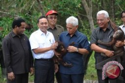 Hujan Badai Sambut Orangutan di Kehje Sewen