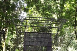 Tiga Orangutan Sudah Berada di Alam Bebas