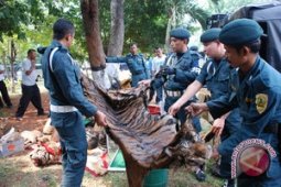 Jual kulit harimau, 3 warga Merangin ditangkap