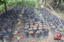 Bibit Karet, Sawit,  Kakau Dibagikan
