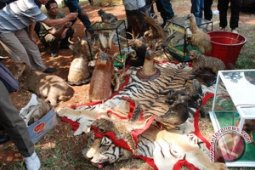 Memburu sindikat perdagangan kulit harimau