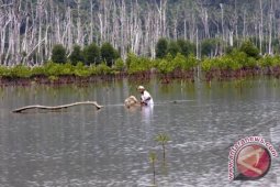 Penajam Miliki 13 Ribu Hektare Hutan Mangrove