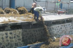 Petani Rumput Laut Keluhkan Turunnya Harga