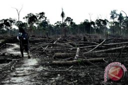Penyusutan hutan Jambi bukti maraknya pembalakan liar