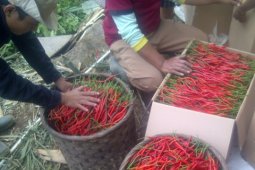 Petani Terganggu Cuaca Ekstrim