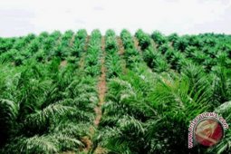 RI Perjuangkan Lagi Sawit Produk Ramah Lingkungan