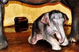 BAYI GAJAH SUMATERA