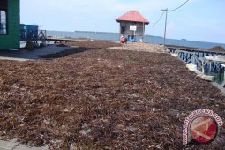 Nelayan Kaltim Lebih Untung Bertani Rumput Laut