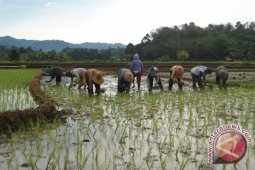 Mukomuko jadwalkan seluruh sawah ditanam padi Maret