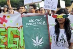 GANJA UNTUK MEDIS