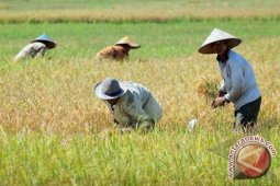 HSU Berdayakan Lumbung Pangan