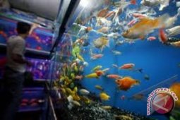 Bisnis Ikan Hias Berkembang Pesat