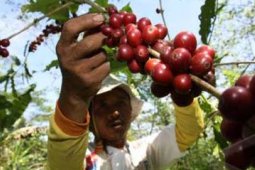 BURUH PETIK KOPI