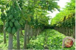Governor Asks Agriculture Agency Creatively Increases Production