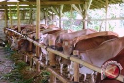 Pemkab Kapuas Hulu Sosialisasikan UU Peternakan