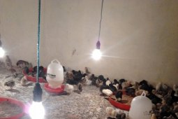 Pembibitan Ayam Separi Hasilkan 200 Telur Sehari