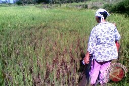Petani di Kaur gagal panen karena irigasi jebol