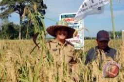 Tanah Bumbu boosts rice production to support food self-sufficiency