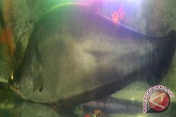 Ayo selamatkan ikan belida dari kepunahan