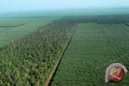 Artikel - Menatap Potret Hutan Indonesia