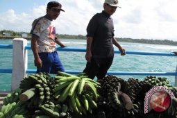 Hasil bumi Enggano membusuk akibat minim pelayaran