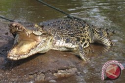 Tiga Petambak Bergelut dengan Buaya Dua Meter