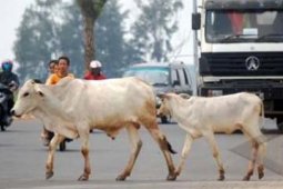 SAPI MENYEBERANG