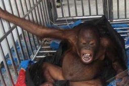 ORANGUTAN MASUK KOTA