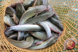 DKP sarankan gunakan alternatif pakan ikan