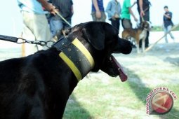 Rabies renggut satu jiwa di Bengkulu