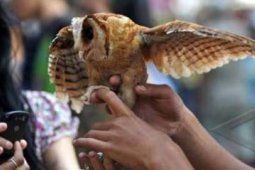 BURUNG HANTU MERAH