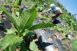 METODE POLYCULTURE