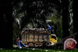 Sawit Dilarang Masuk Jalan Kabupaten