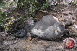 Belum ada penyidikan tuntas kematian gajah Riau