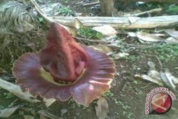 Pameran bunga bangkai di Korea dorong wisata biodiversitas
