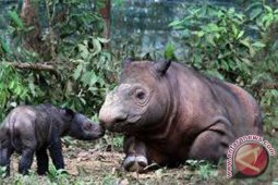 Penantian panjang kelahiran badak Sumatra "Andatu"