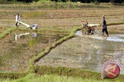 Distan Dan Denzipur Cetak Sawah 1.000 Ha