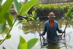 Bakrieland Kembangkan Mangrove di Krakatoa Nirwana Resort
