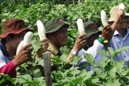 Hortindo Siap Dukung Upaya Wujudkan Kedaulatan Pangan