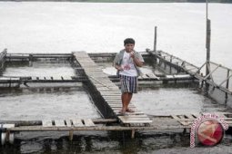 Dinas Perikanan Teliti Kondisi Perairan Untuk Keramba