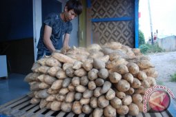 Ubi cilembu si super manis 